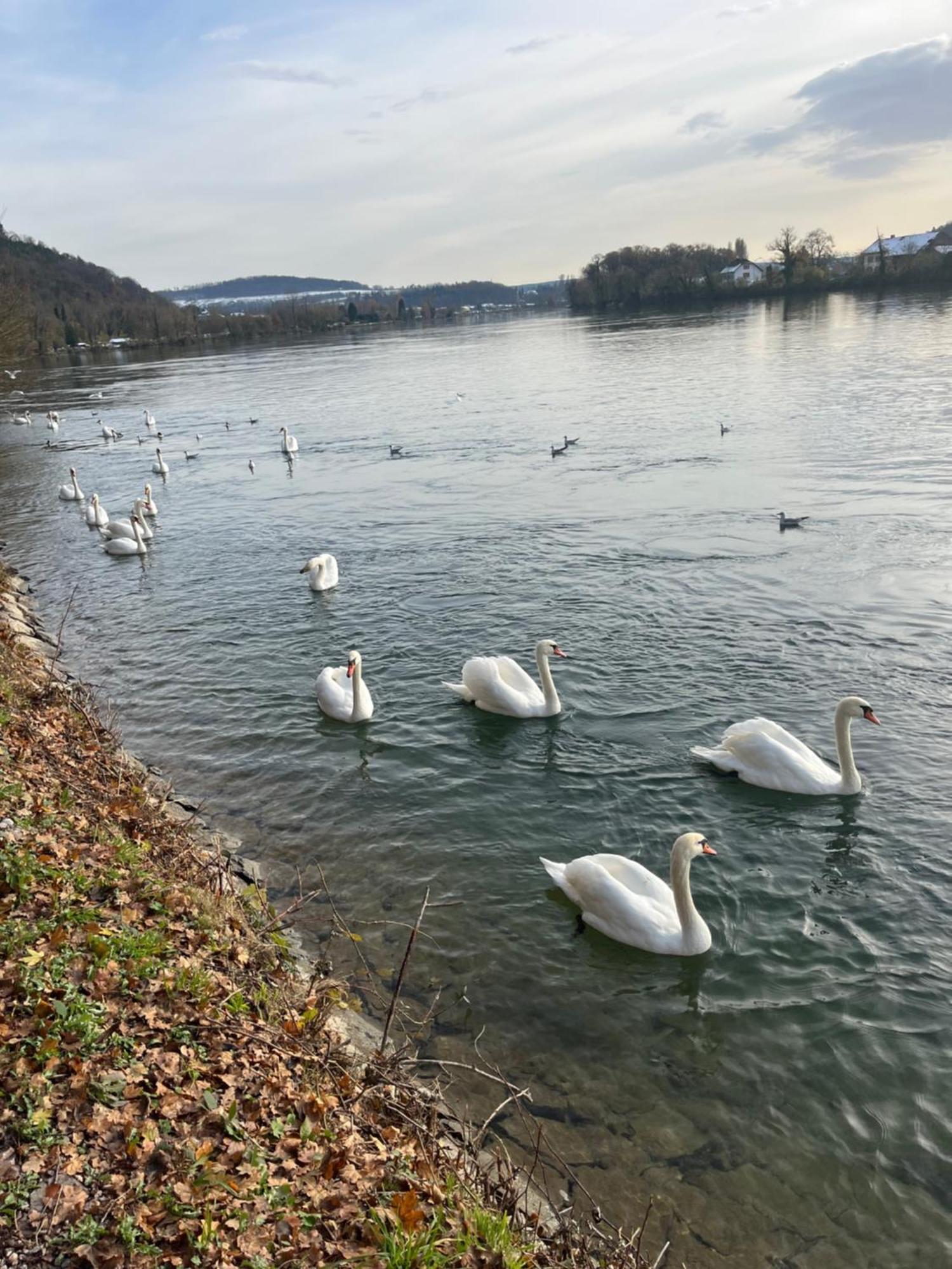 Waldshut -Kaiser55 外观 照片